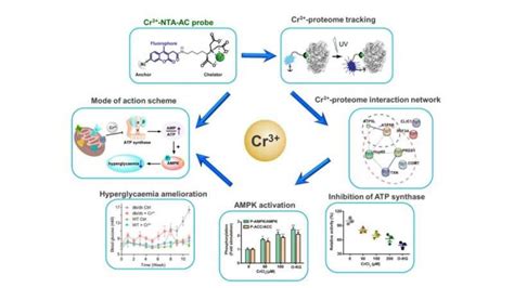 New Insights Into Glucose Metabolism Targeting Atp Synthase With Chromium Iii Nutritional