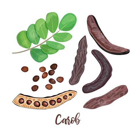 Carob Vector Hd Png Images Ripe Carob Sweet Pods Wooden On Gelling