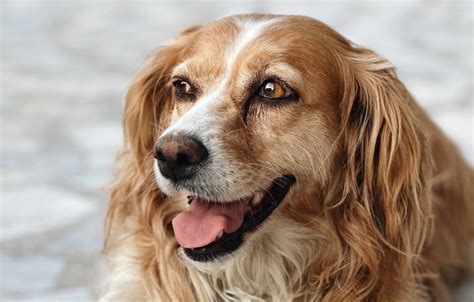 Entenda o projeto de lei que proíbe a venda de animais em pet shops de