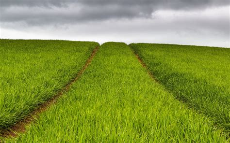 Wallpaper Pemandangan Makanan Bidang Hijau Rapeseed Padang