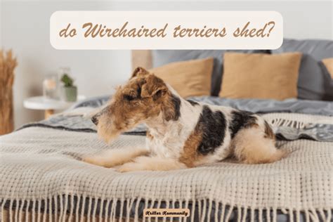 Do Wirehaired Terriers Shed Kritter Kommunity