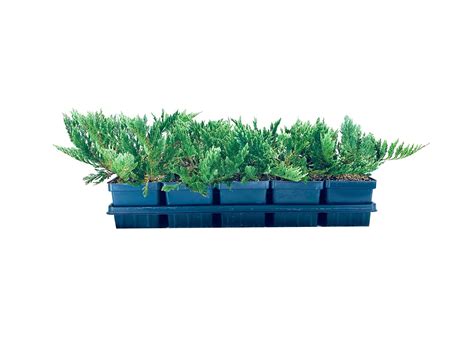 Juniper Blue Chip 1 Live 4 Inch Pot Juniperus Horizontalis Drought