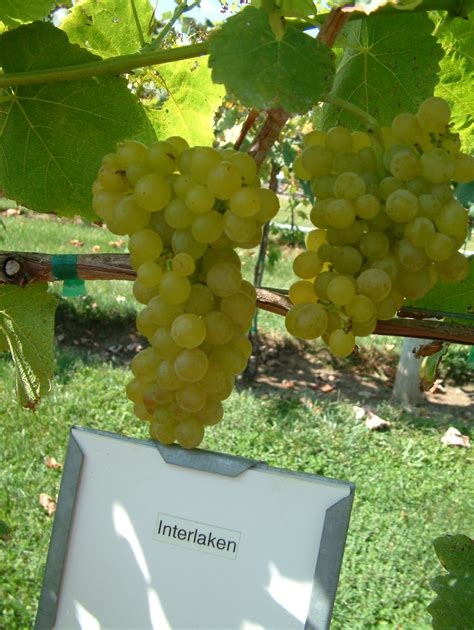 seedless table grapes | West Madison Agricultural Research Station