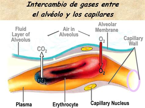 Sistema Respiratorio Biologia Discovery Ppt Descargar