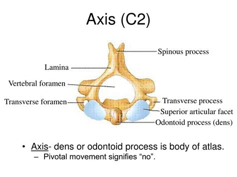 Ppt Vertebral Column Powerpoint Presentation Free Download Id1718938