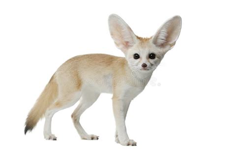 Fennec Fox On A White Background In Studio Stock Image Image Of Body