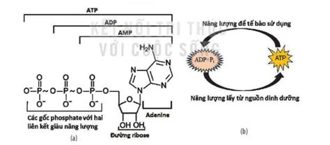 6 ATP là gì ATP giải phóng năng lượng bằng cách nào