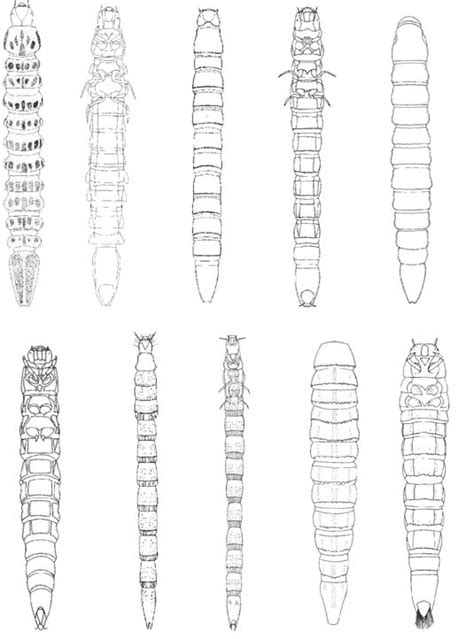 16 Elmidae Larva A A Vista Dorsal B Vista Ventral 17 Elmidae Download Scientific Diagram