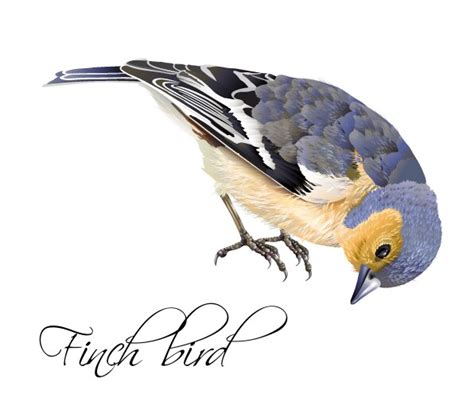 Gouldian Finch Bird Educational Game Royalty Free Vector