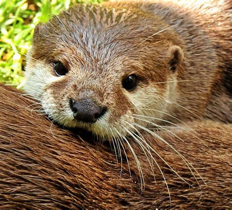 Kostenlose Bild Otter Nagetier Fell Tier Natur Tiere Wild