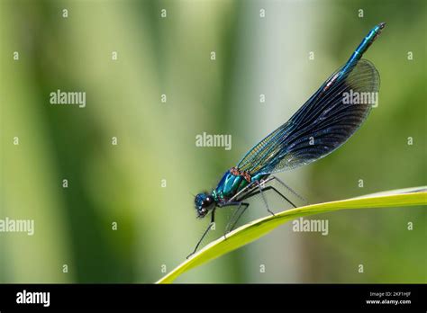 Banded Demoiselle Damselfly Calopteryx Splendens Stock Photo Alamy