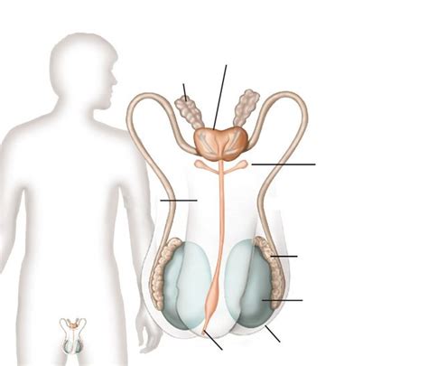 Male Reproductive Anatomy Diagram Quiz