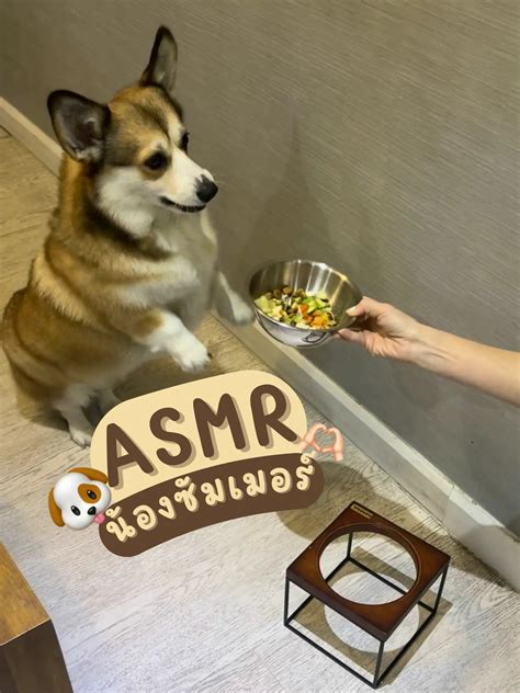 Asmr อาหารมื้อเย็นของพนักงาน4ขา🐶 แกลเลอรีที่โพสต์โดย Sigmasummer Lemon8