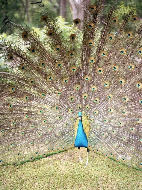 Peacock2 Peacock At Mayfield Park Austin Tx Mamiya 645 Af… Flickr