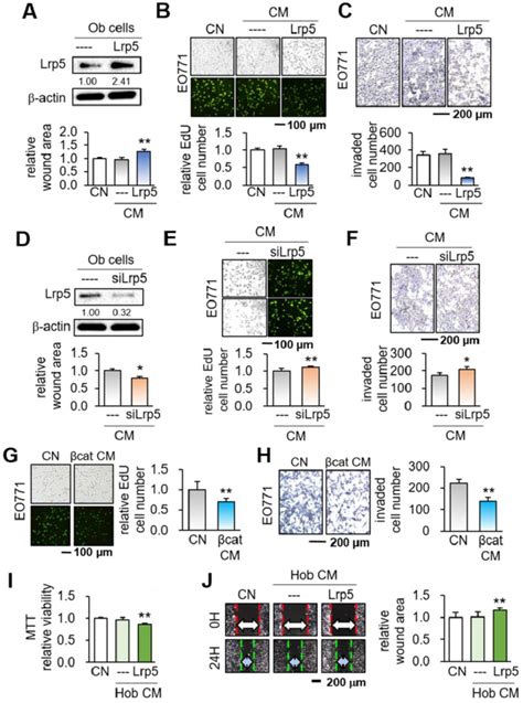 Suppression Of The Tumorigenic Behaviors Of Eo771 Mammary Tumor Cells