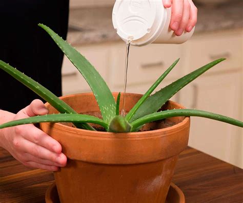 Aloes Hodowla I Piel Gnacja Aloe Vera Uprawa W Domu