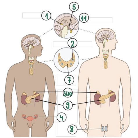 Hormone Und Nervensystem Flashcards Quizlet