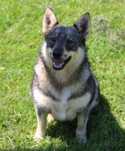 Elevage Des Coeurs D Al Ne Eleveur De Chiens Vallhund Su Dois Spitz