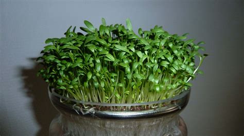 What Is Garden Cress Seeds Used For - Garden Cress Seeds