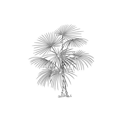 Hand Drawn Tropical Palm Tree Vector Of Hawaii Beach Palm Tree Fern