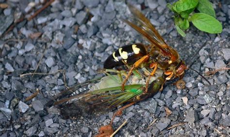 10 Texas Wasps To Know And Appreciate Native Backyards