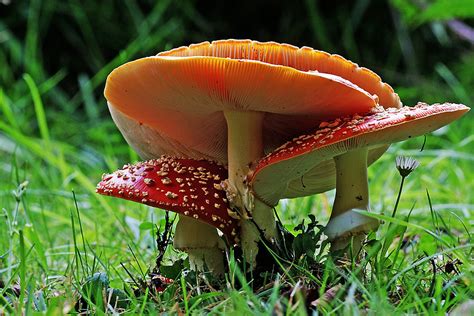 Amanita Muscaria 12 Amanita Muscaria Commonly Known As Flickr