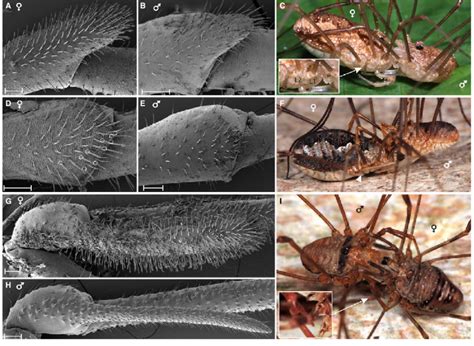 Sexual Dimorphism Of Glandular Seta Possession And Mating Posture In