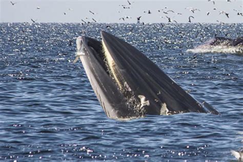 7 Facts About Brydes Whales Scuba Diving