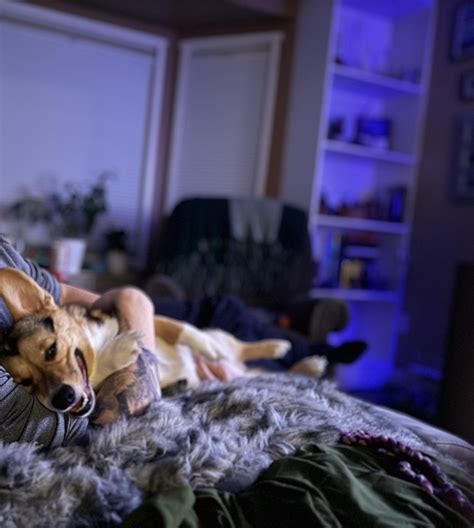 Best corgi cuddles : r/corgis