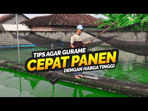 Panduan Lengkap Cara Ternak Ikan Gurame Cepat Panen