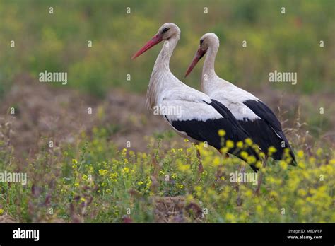 Ooievaar White Stork Stock Photo Alamy