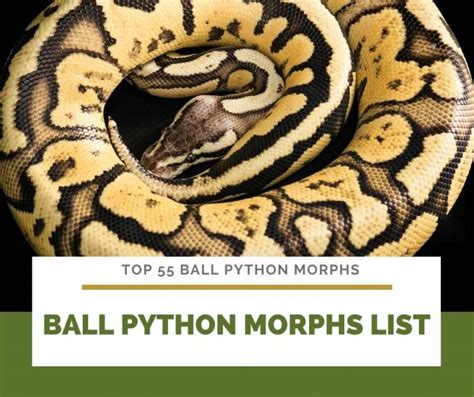 58 Ball Python Morphs A Z Morph Color List With Pictures
