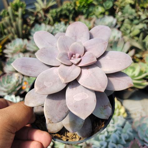 Graptopetalum Plants For Sale From Kaktus Id Source Quality Cactus