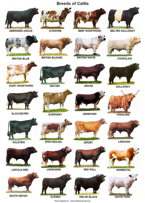 A3 Posters Cattle Sheep Pigs Poultry Goathorses Etsy Breeds Of