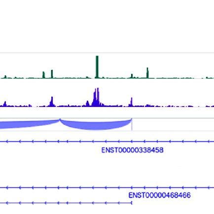 Rs Is Located In A Dnase I Hypersensitive Region In Primary