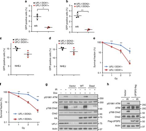 Ufl Promotes Histone H Ufmylation And Atm Activation Nature