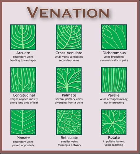 Diagram Of Parallel Leaf Venation | Leafandtrees.org