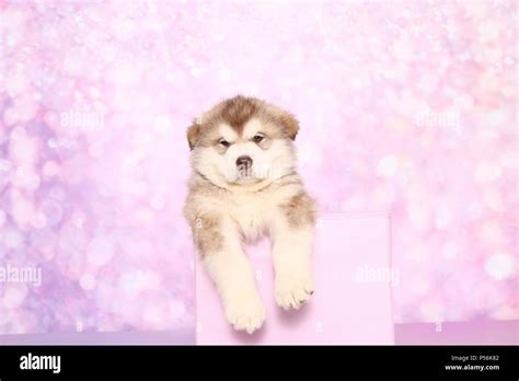 Alaskan Malamute Puppy Stock Photo Alamy