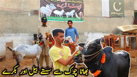 Bhatta Chowk Se Sasta Mall Qurbani K Bakry Or Bail Bakra Eid Update 25