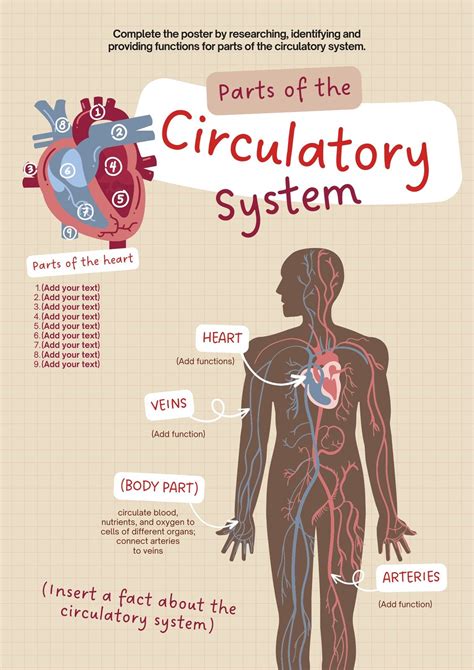 Free Editable Printable Anatomy Poster Templates Canva, 42% OFF