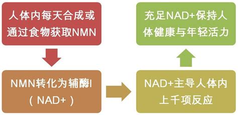 抗衰科普：nad是什么？与nmn有什么联系？ 哔哩哔哩