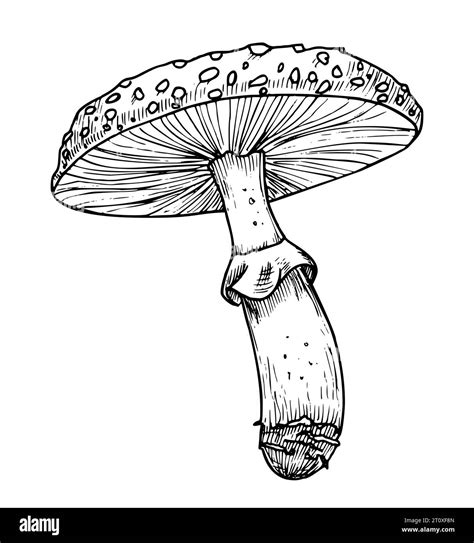 Simple Psychedelic Mushroom Drawings