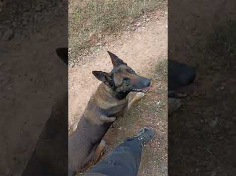 travail de la renonciation avec jet le malinois éducateur canin 66