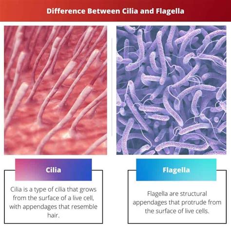 Cilia Vs Flagella Erinevus Ja V Rdlus