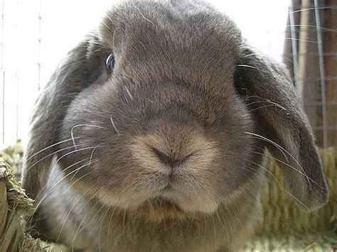 Rabbit Snuffles: Causes, Prevention, and Cure | Here Bunny