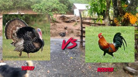 Fight Day Turkey Vs Rooster Best Animal Fight Youtube