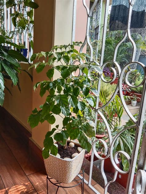 china doll plant care tips you need to keep your greenery alive 1