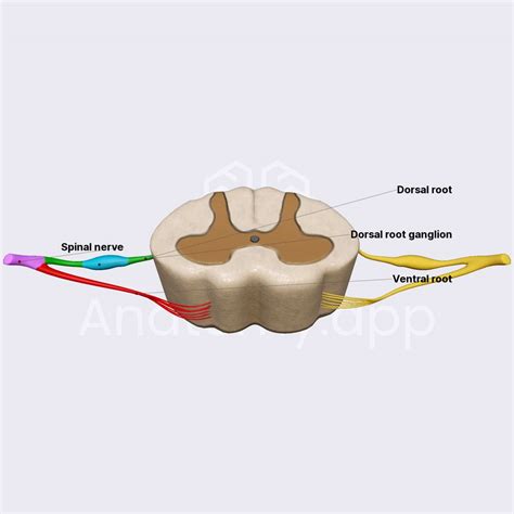 Spinal nerves and roots | Spinal cord | Spine and Back | Anatomy.app | Learn anatomy | 3D models ...