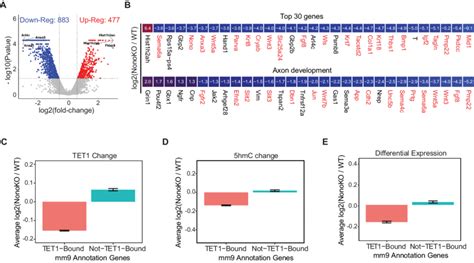 Nono Deletion Leads To Downregulation Of Neuronal Differentiation