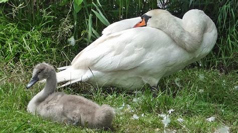 Bird Facts The Mute Swan Youtube